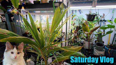 Updates Moving Plants Inside New Kitten Saturday Vlog Youtube