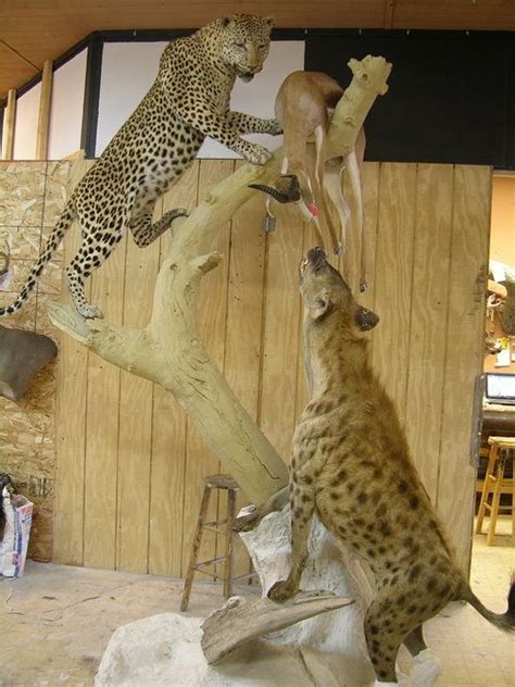 This Is Probably Some Of The Best Taxidermy I Have Ever Seen