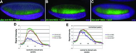 Fluorescent Double Labeling Of Brk Nee Driven Transgenes A L