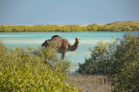 Wadi El Gemal Excursions Marsa Alam Egypt Travel Packages