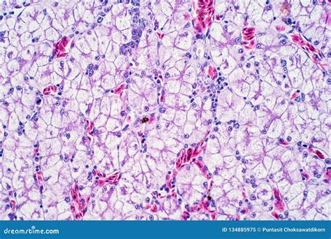 Human Liver Tissue Under The Microscope View Stock Image Image Of