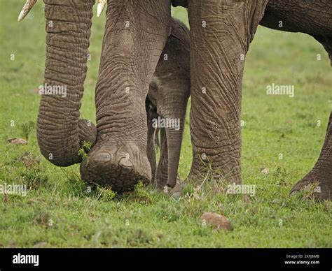 Wrinkly Baby Hi Res Stock Photography And Images Alamy