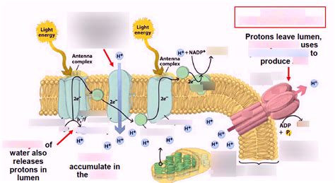 Non-cyclic phosphorylation of ATP Diagram | Quizlet