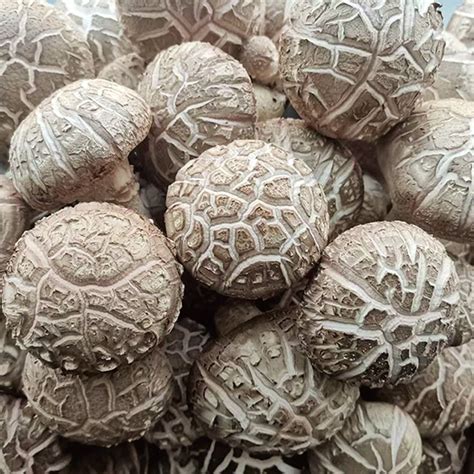 China Flower Shiitake Mushroom Manufacturer Shiitake Mushroom Organic