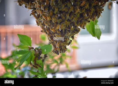 Swarm Of Honey Bees A Eusocial Flying Insect Within The Genus Apis