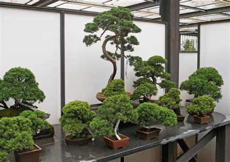 Indoor Bonsai Tree Types A Comprehensive Guide For Enthusiasts