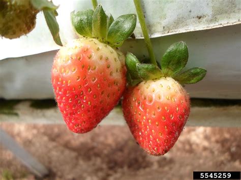 Strawberry Fragaria X Ananassa Duchesne Ex Rozier Chiloensis