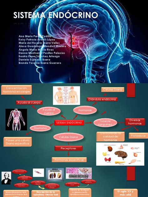 Órganos Endocrinos Y Sus Funciones Principales Pdf Hormona