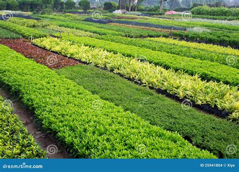 horticultural farm stock images image