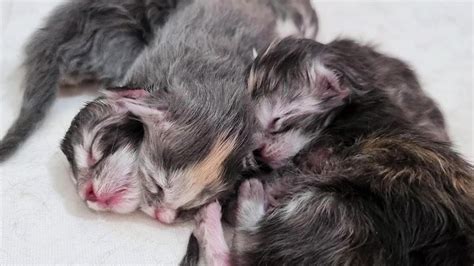 4 Newborn Kittens Sleeping In A Pile So Adorable Youtube