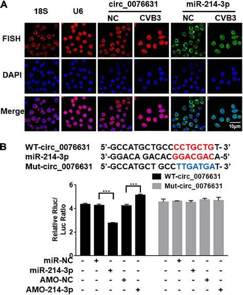 Frontiers Circular Rna Circ Promotes Coxsackievirus B