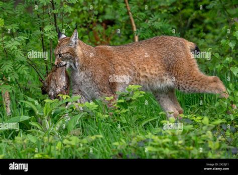 Hunting Eurasian Lynx Lynx Lynx Walking With Killed Muskrat Ondatra