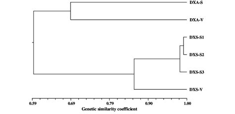 The UPGMA Dendrogram Based On Nei S Unbiased Genetic Identity Among The