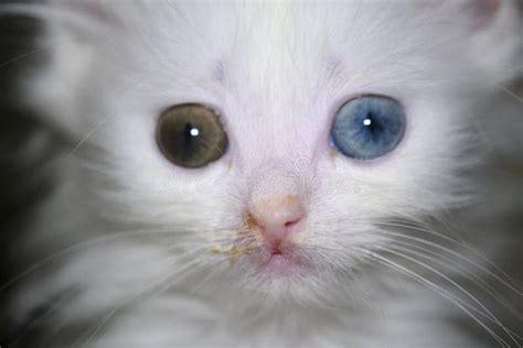 209 Cat Runny Nose Stock Photos - Free & Royalty-Free Stock Photos from ...