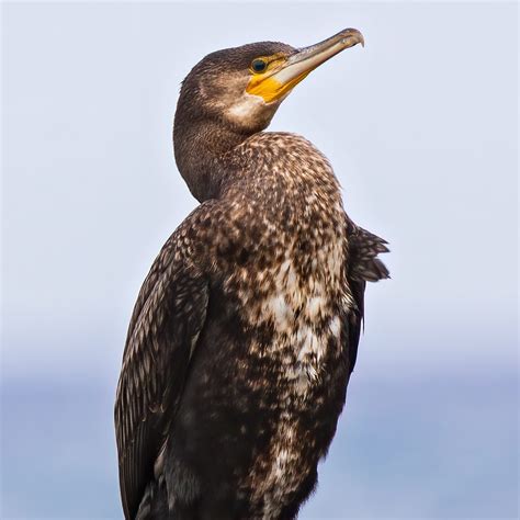 Bird Great Cormorant Barwon Bluff