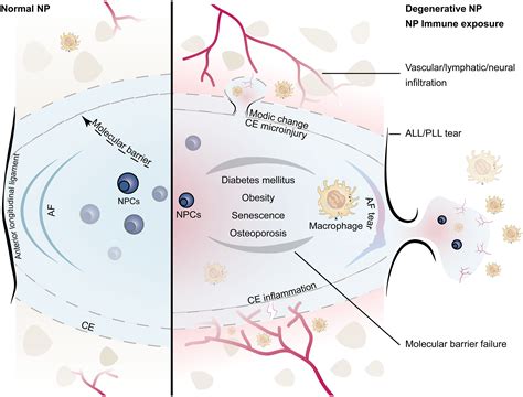 Frontiers Immune Exposure How Macrophages Interact With Off