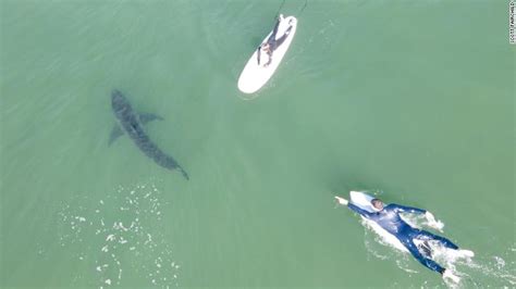 Drone Captures Close Encounter Between Surfers And Great White Shark