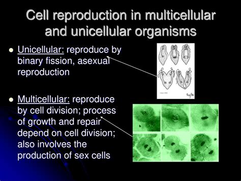 Unit 4 Cell Cycle And Mitosis Ppt Download