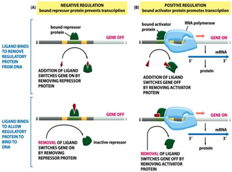 Regulation Of Gene Expression Flashcards Quizlet