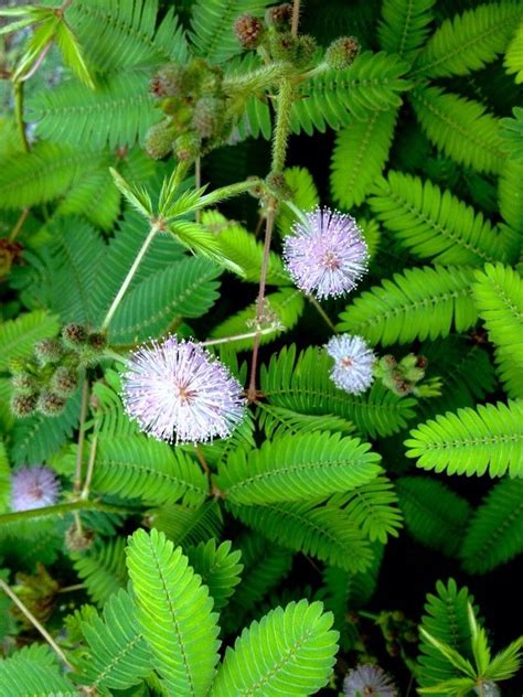 Mimosa pudica L., Sensitive-plant (World flora) - Pl@ntNet identify