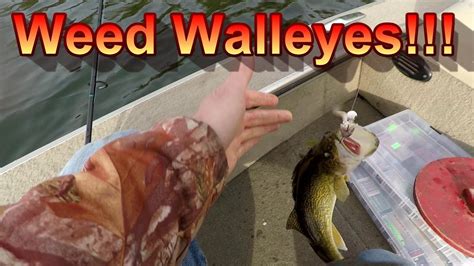 Walleye Fishing Surefire Techniques For Catching Walleye In The Weeds