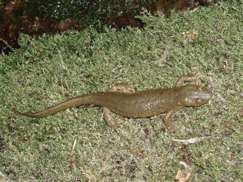 Pyrenean Newt Pyrenees Biodiversity INaturalist Mexico