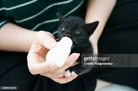 Bottle Feeding Kitten Photos And Premium High Res Pictures Getty Images