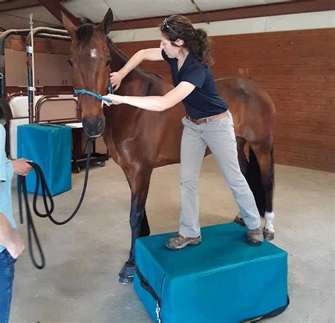 Equine Equine Chiropractic Tucson Az Adobe Veterinary Center