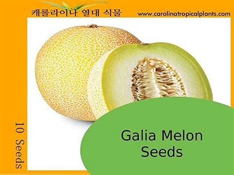 Plentree Galia Melon Seeds Cucumis Melo Var Reticulatus Melon