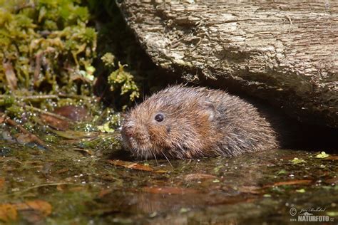 Water Vole Photos, Water Vole Images, Nature Wildlife Pictures ...