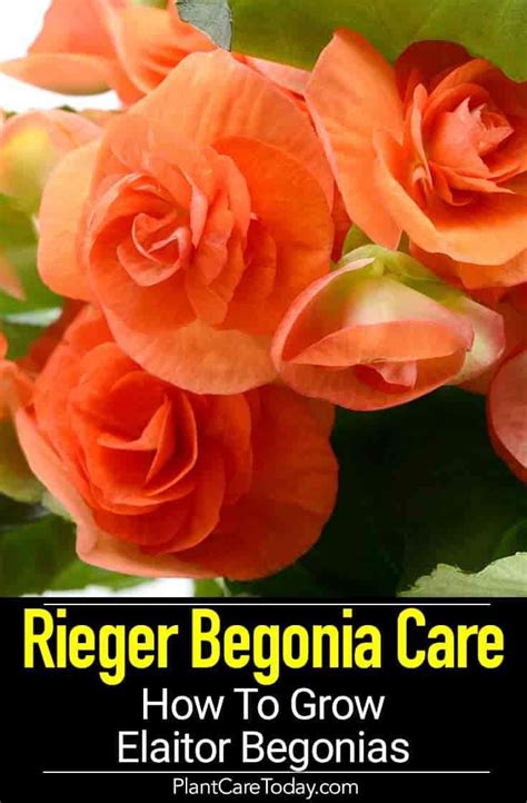 Rieger Begonia Care How To Grow Elaitor Begonias Artofit