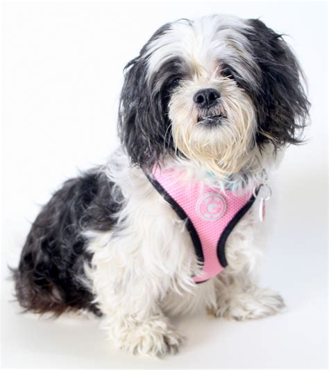 Lhasa Apso dog for Adoption in West Hollywood, CA. ADN-818268 on ...