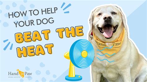 Hand in Paw » How to Help Your Dog Beat the Heat - Hand in Paw