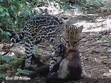 Leopardus Pardalis Ecos Del Bosque