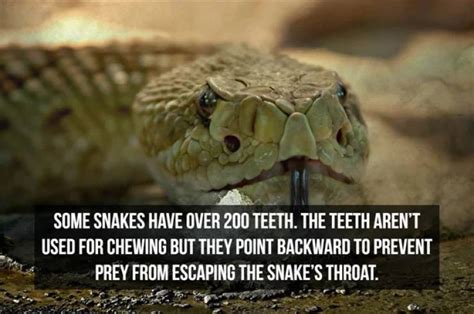 Slithering Facts About Snakes 20 PICS Izismile