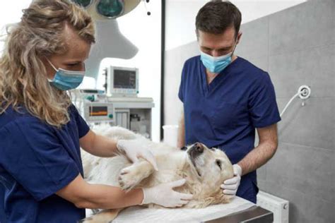 Hospital Veterinário Especializada Em Cães E Gatos Potecas Hospital