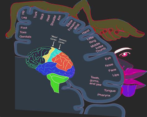 Neurosurgery Sensory Homunculus Treatment Management Point Of Care