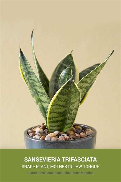 Sansevieria Trifasciata Snake Plant Succulents And Sunshine