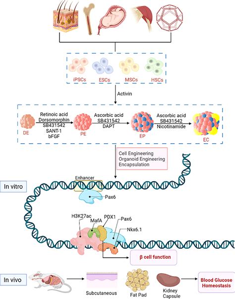 Engineering Islets From Stem Cells The Optimal Solution For The