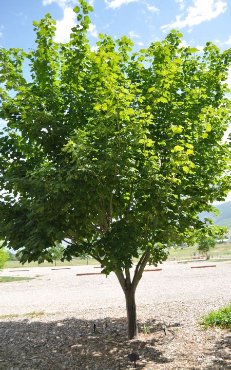 striped-maple | USU