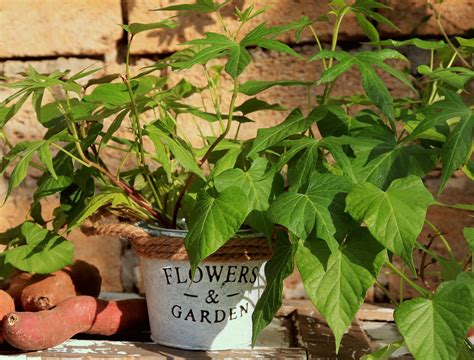 How To Grow Sweet Potatoes in Containers - Backyard Boss