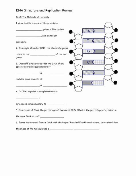 Dna Base Pairing Worksheet Answers – Pro Worksheet