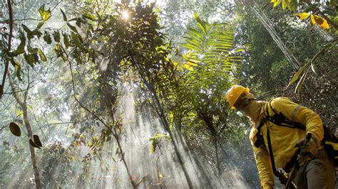 El mundo ha perdido 178 millones de hectáreas de bosque desde 1990