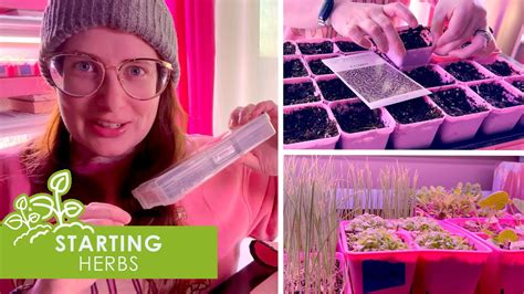 Starting Herbs Plant With Me Seedling Update Youtube