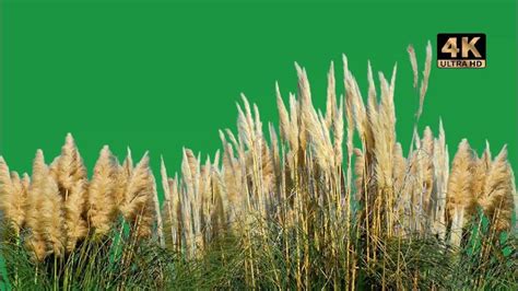 Dry Grass Green Screen Dry Grass Backgrounds 4k Dry Grass Moving In The Wind Green Screen In