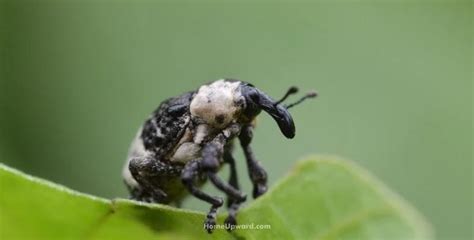 How To Get Rid Of Weevils Naturally