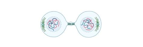 What is Cytokinesis? Definition, Mechanism, Examples, Facts