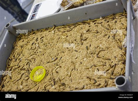 Live food for reptiles Stock Photo - Alamy