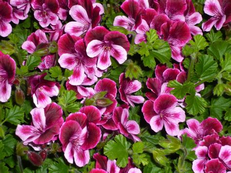Pelargoniums are Something Special – Gardeners Tips