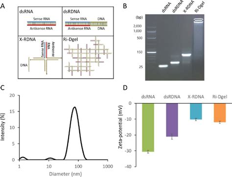 Various DsRNA Formats And Characterization A Structure Of Each DsRNA